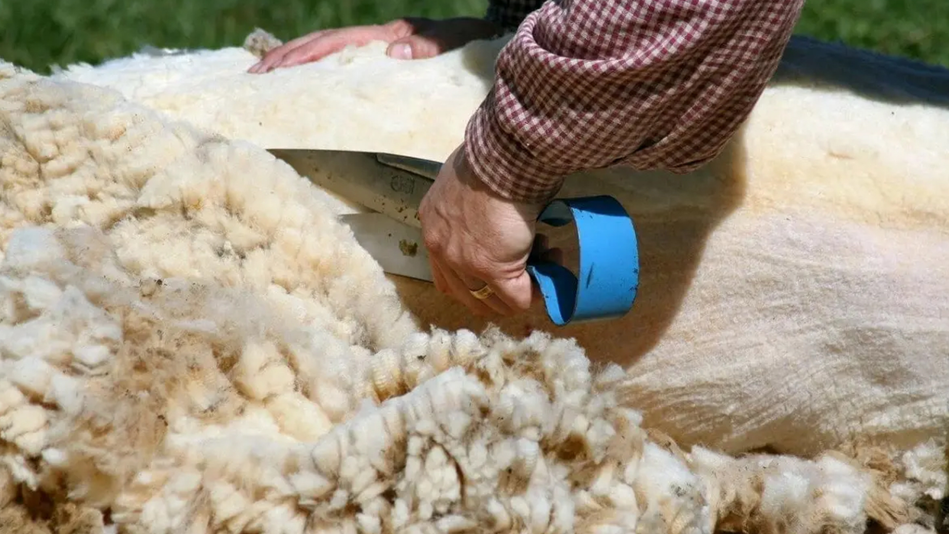 تجربه‌های درمانی با محصولات پشمی